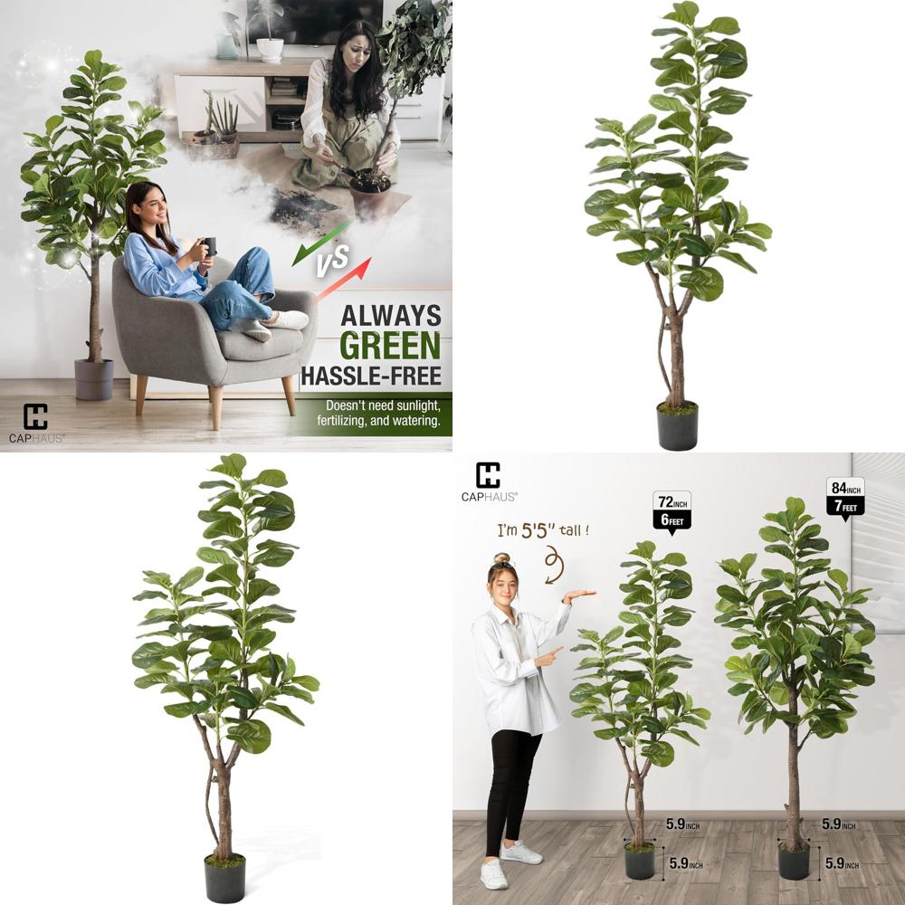 Ficus Lyrata Tree - Potted Ficus Lyrata Tree, 6-7 Feet