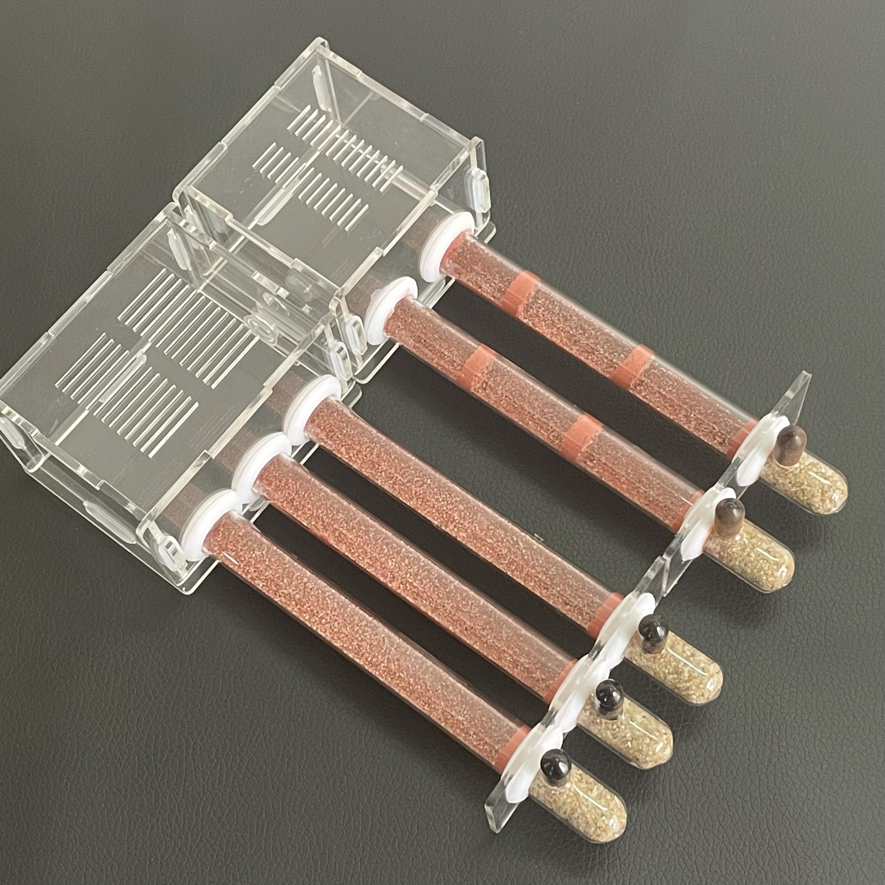 Begonia Rex - Ecological moisturing sand Ant Farm Bamboo