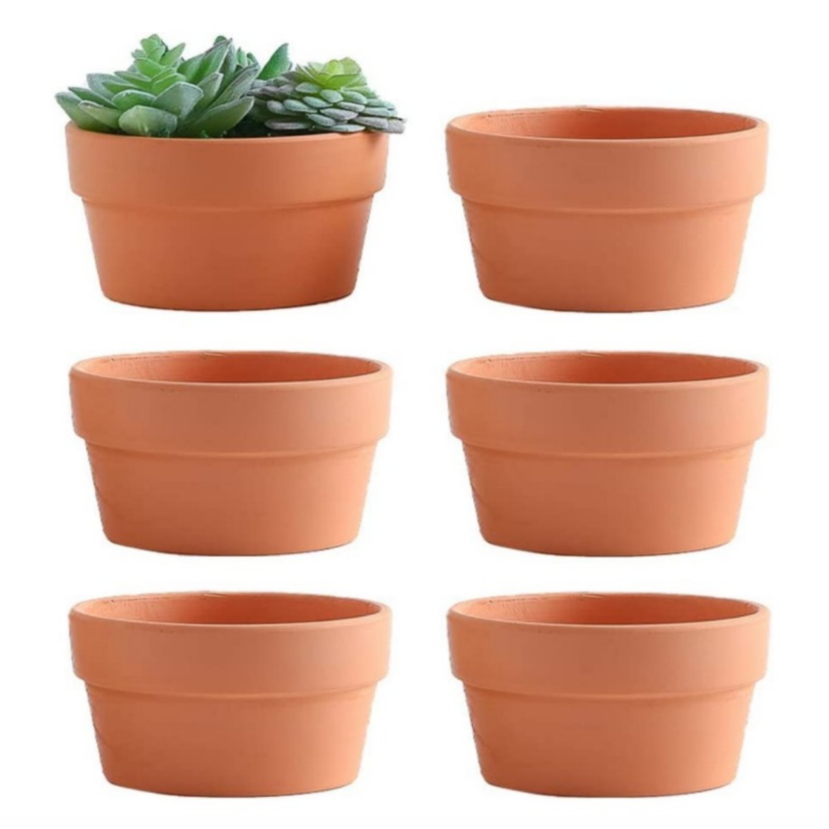 6 PCS Terracotta Buld Pots 3.5 - Echeveria Succulent incelemesi ve fiyatı