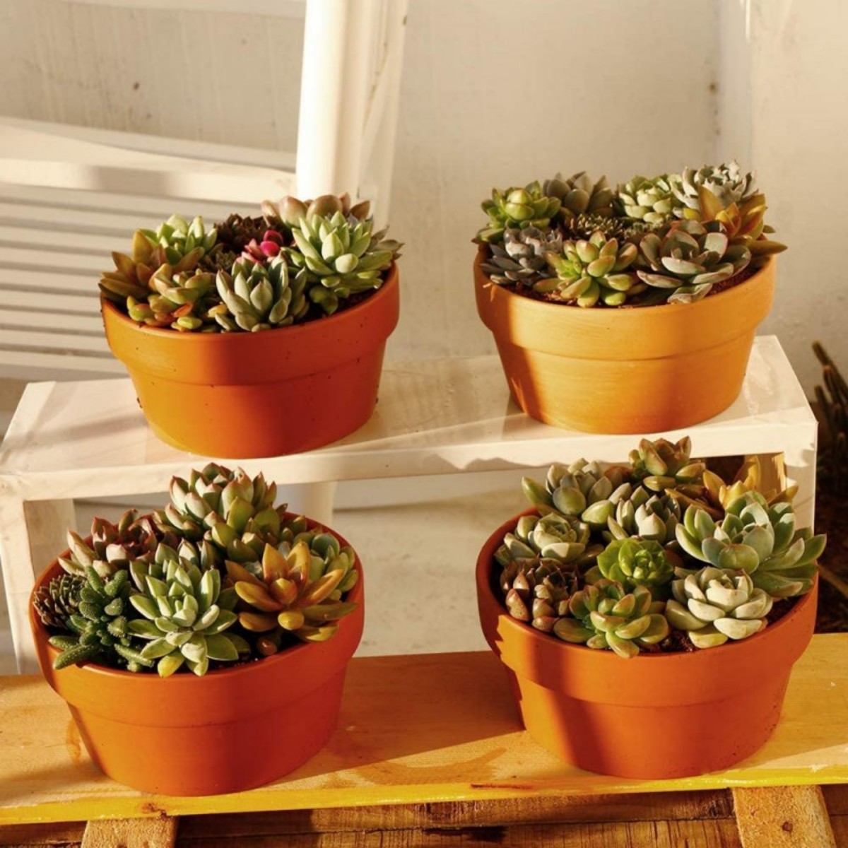 6 PCS Terracotta Buld Pots 3.5 - Echeveria Succulent incelemesi ve fiyatı