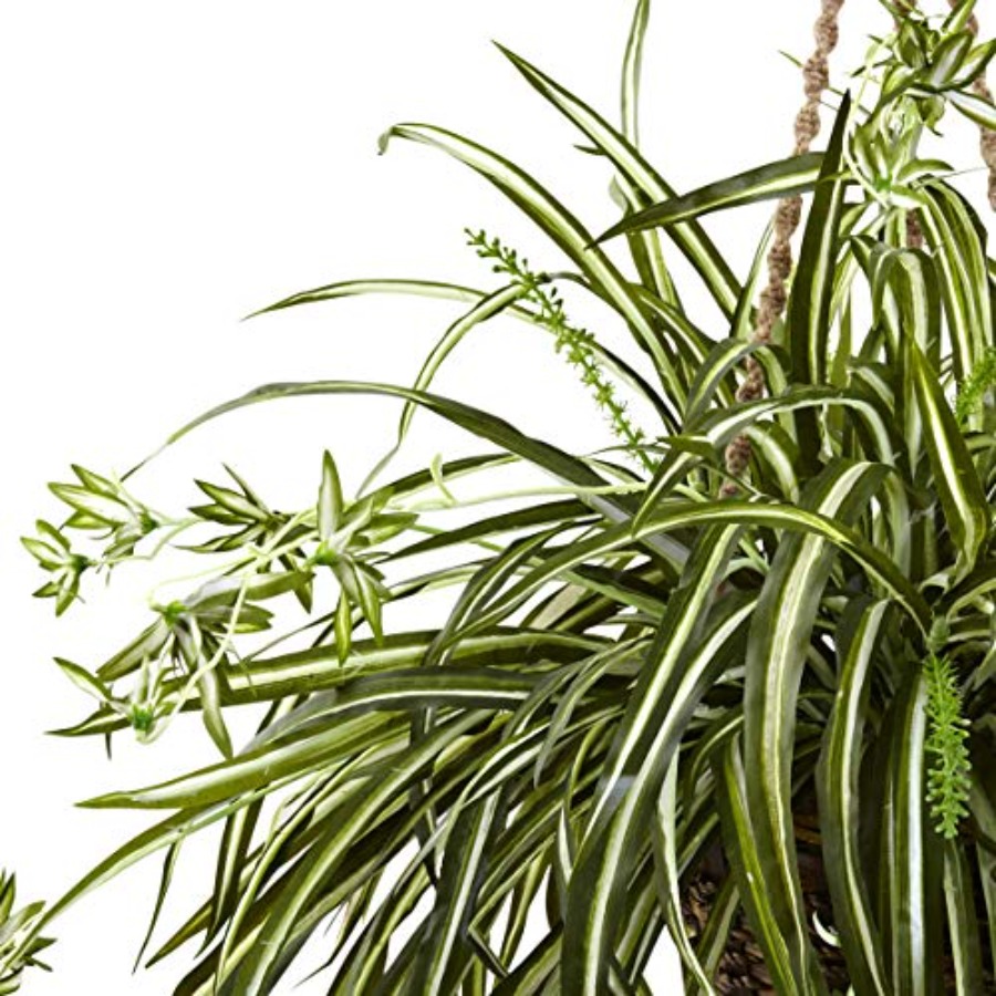 Spider Plant Hanging Basket - Spider Plant Hanging incelemesi ve fiyatı