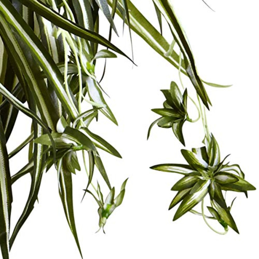 Spider Plant Hanging Basket - Spider Plant Hanging incelemesi ve fiyatı
