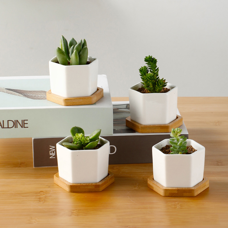 Ceramic Flowerpot White Hexago - Echeveria Succulent incelemesi ve fiyatı