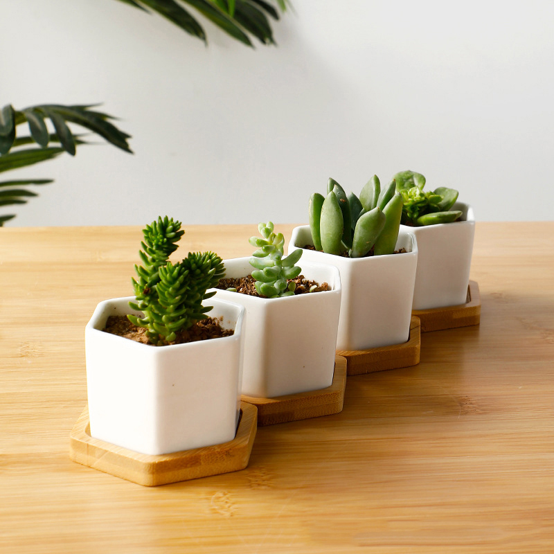Ceramic Flowerpot White Hexago - Echeveria Succulent incelemesi ve fiyatı