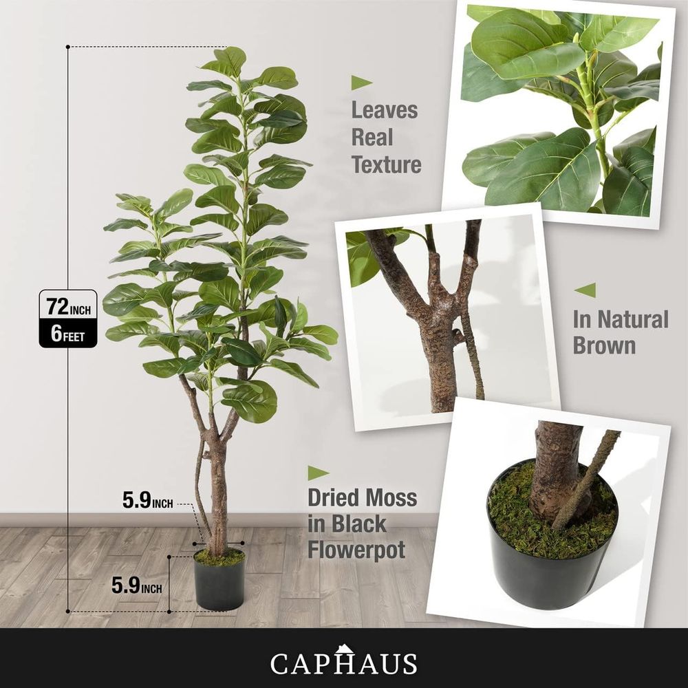 Potted Ficus Lyrata Tree, 6-7  - Ficus Lyrata Tree incelemesi ve fiyatı