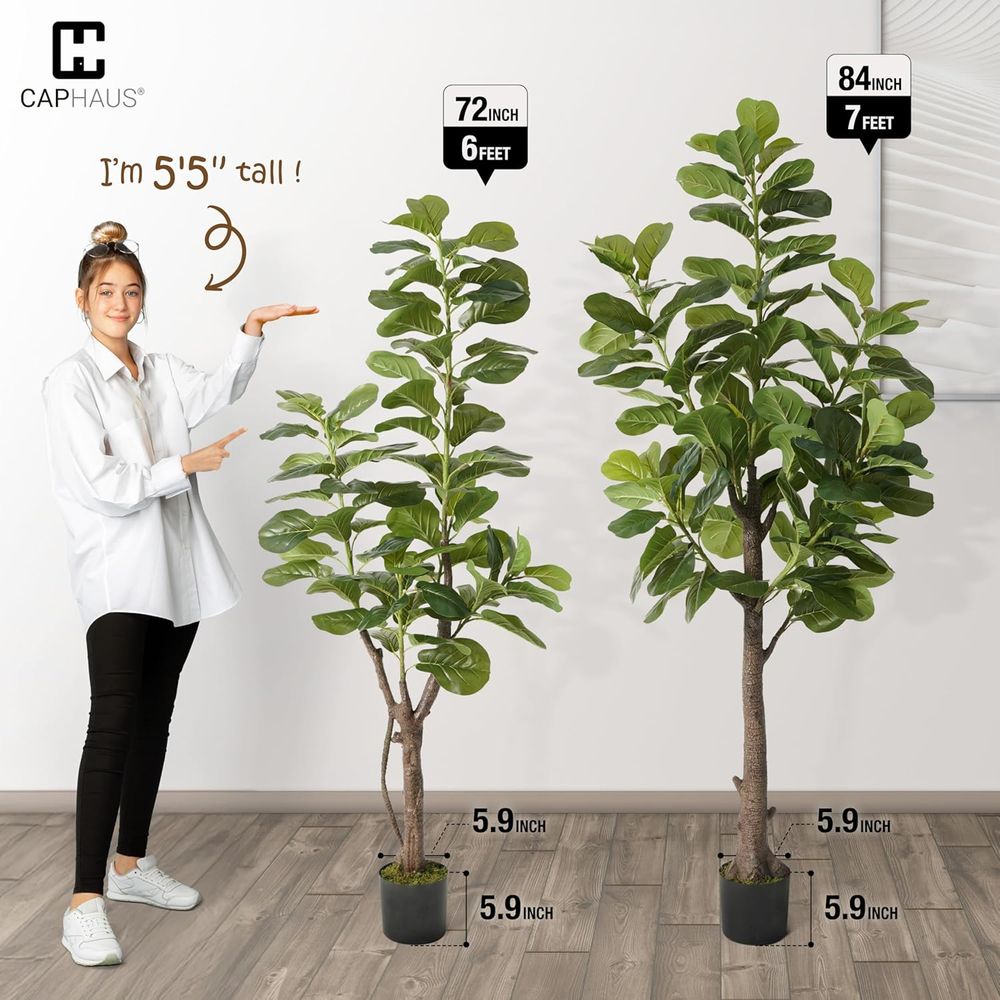 Potted Ficus Lyrata Tree, 6-7  - Ficus Lyrata Tree incelemesi ve fiyatı