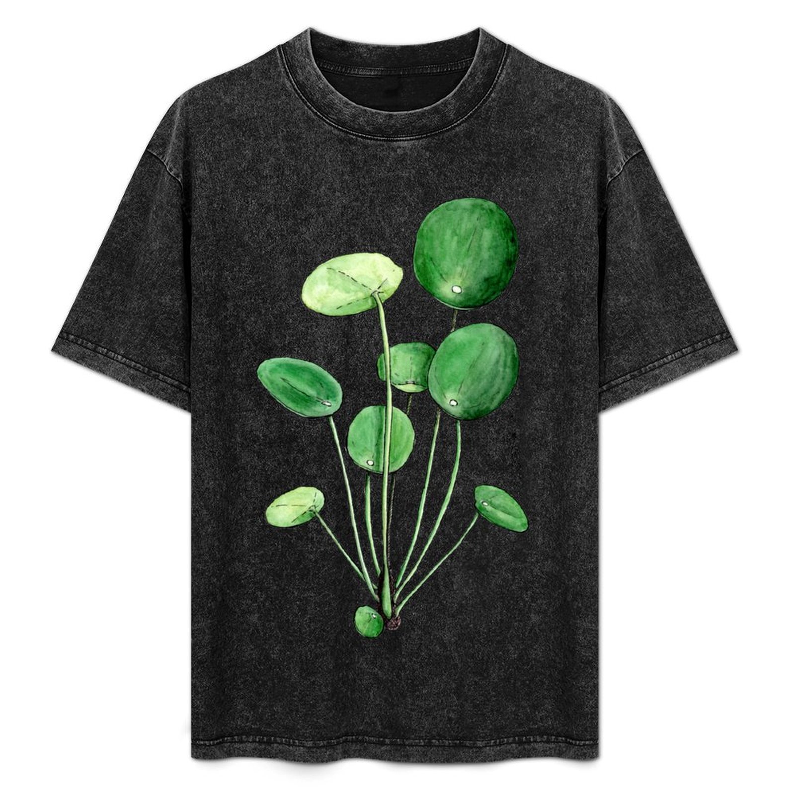 Pilea Peperomioides - Watercol - Pilea Peperomioides incelemesi ve fiyatı