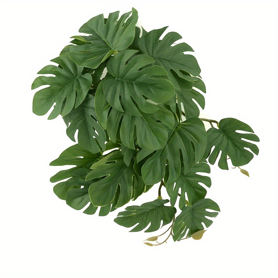 Reptile Plants for Terrarium A - Monstera Adansonii incelemesi ve fiyatı