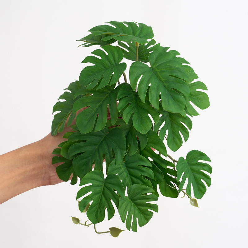 Reptile Plants for Terrarium A - Monstera Adansonii incelemesi ve fiyatı