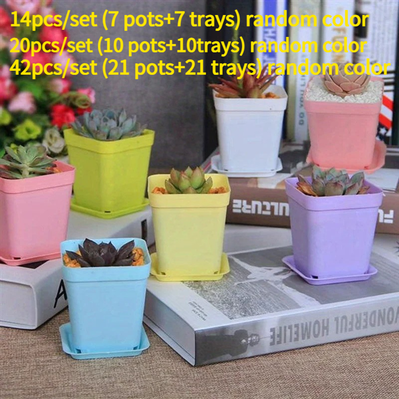 14/20/42 piece set of colorful - Echeveria Succulent incelemesi ve fiyatı