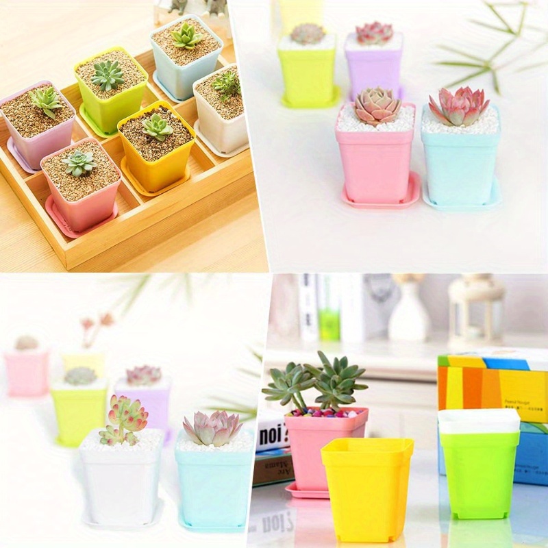 14/20/42 piece set of colorful - Echeveria Succulent incelemesi ve fiyatı