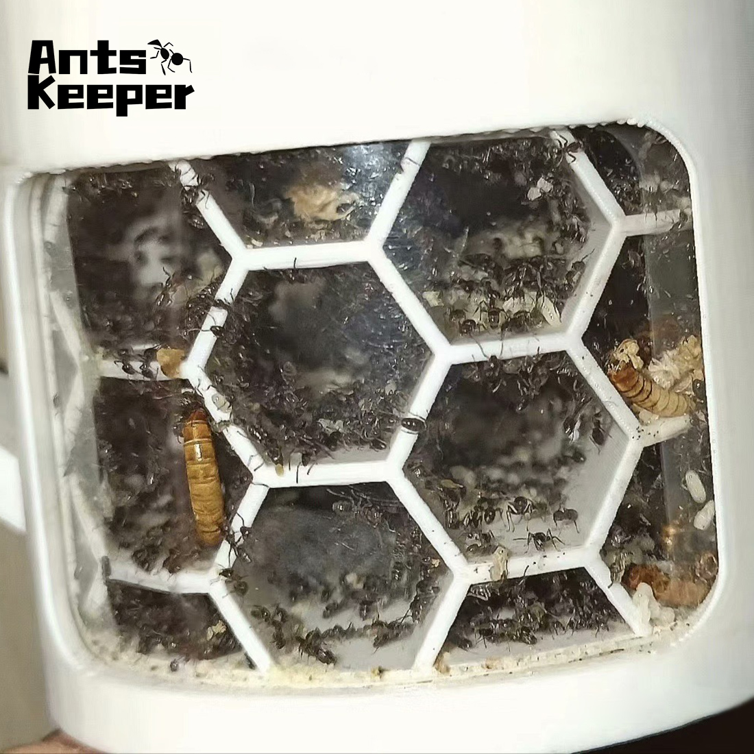 【Honeycomb】360 Degree Viewing  - Begonia Rex incelemesi ve fiyatı