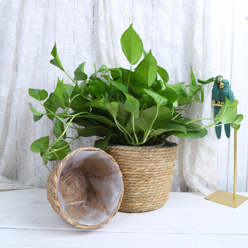 Straw Weaving Flower Plant Pot - Aloe Vera Pot incelemesi ve fiyatı