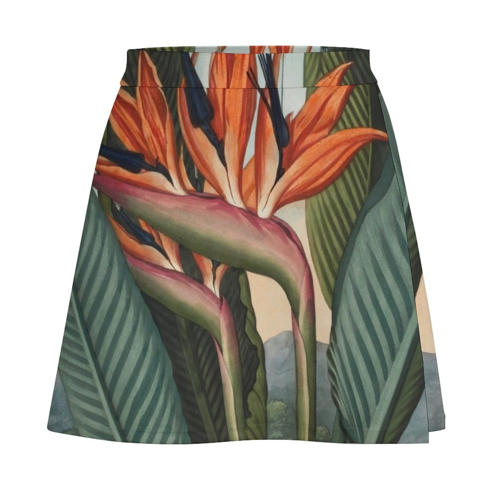 Botanical illustration: Bird o - Bird Paradise Strelitzia incelemesi ve fiyatı