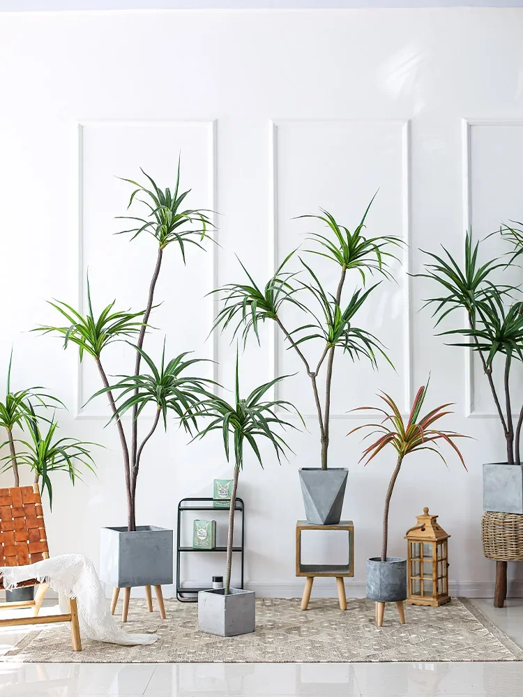 Simulation Plant Dracaena Marg - Dracaena Marginata incelemesi ve fiyatı