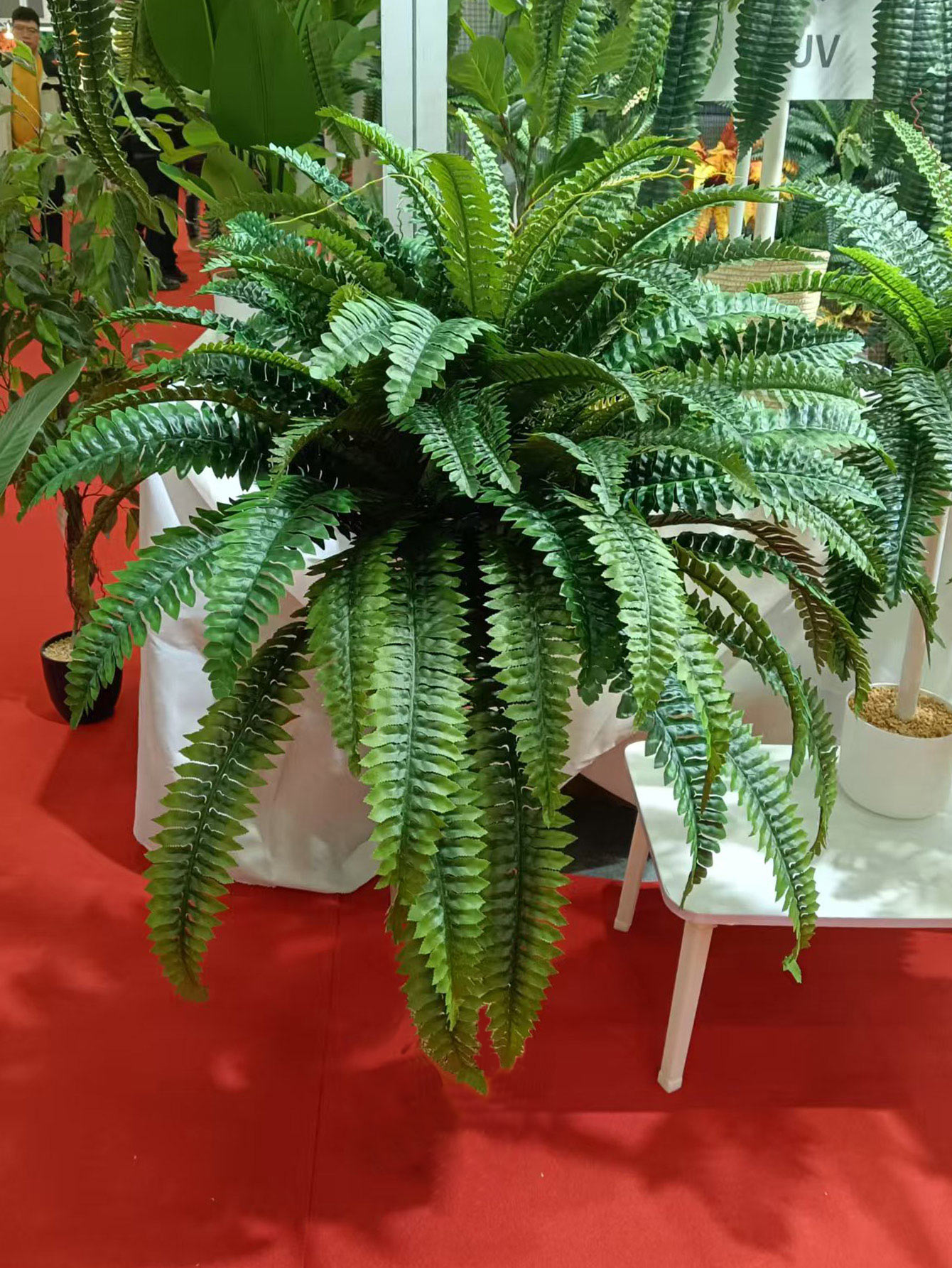 28/58/88 Leaves Artificial Bos - Dracaena Marginata incelemesi ve fiyatı