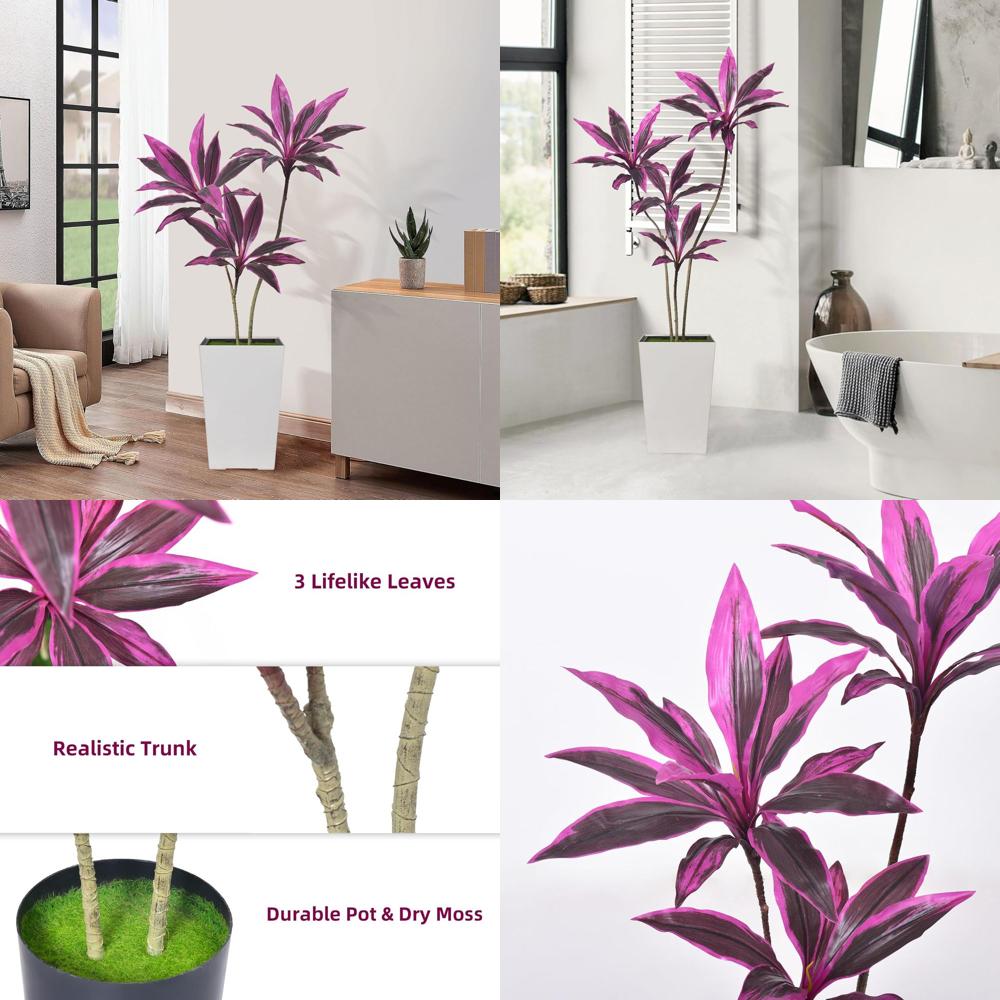 Evergreen Dracaena Marginata,  - Dracaena Marginata incelemesi ve fiyatı