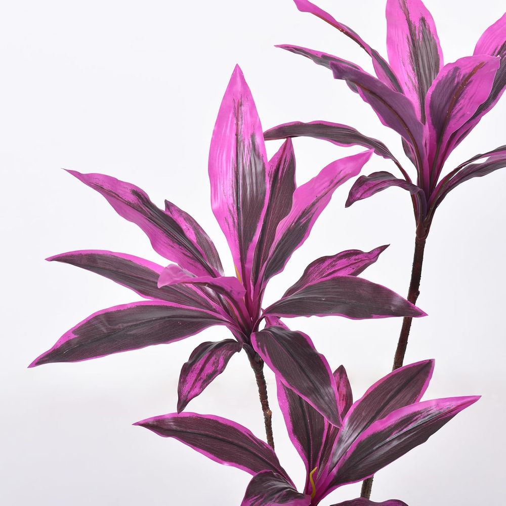 Evergreen Dracaena Marginata,  - Dracaena Marginata incelemesi ve fiyatı