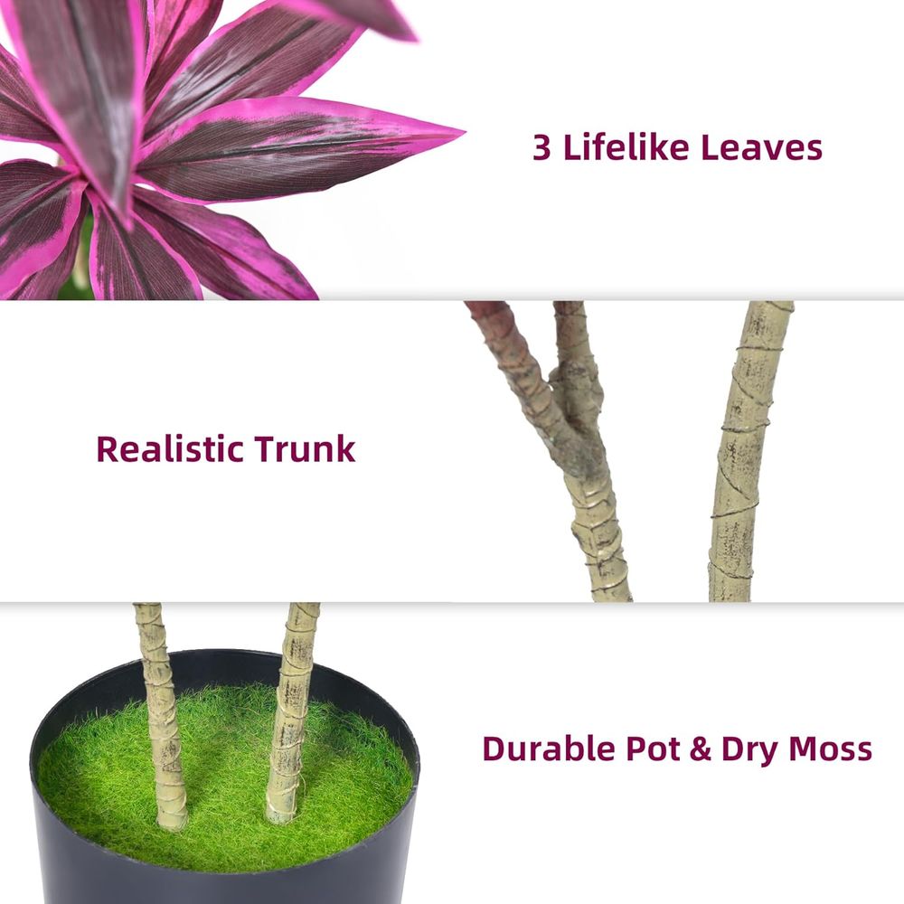 Evergreen Dracaena Marginata,  - Dracaena Marginata incelemesi ve fiyatı