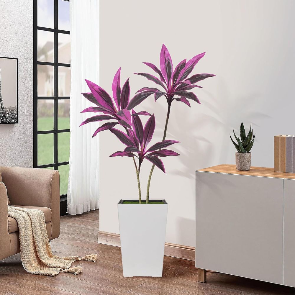 Evergreen Dracaena Marginata,  - Dracaena Marginata incelemesi ve fiyatı