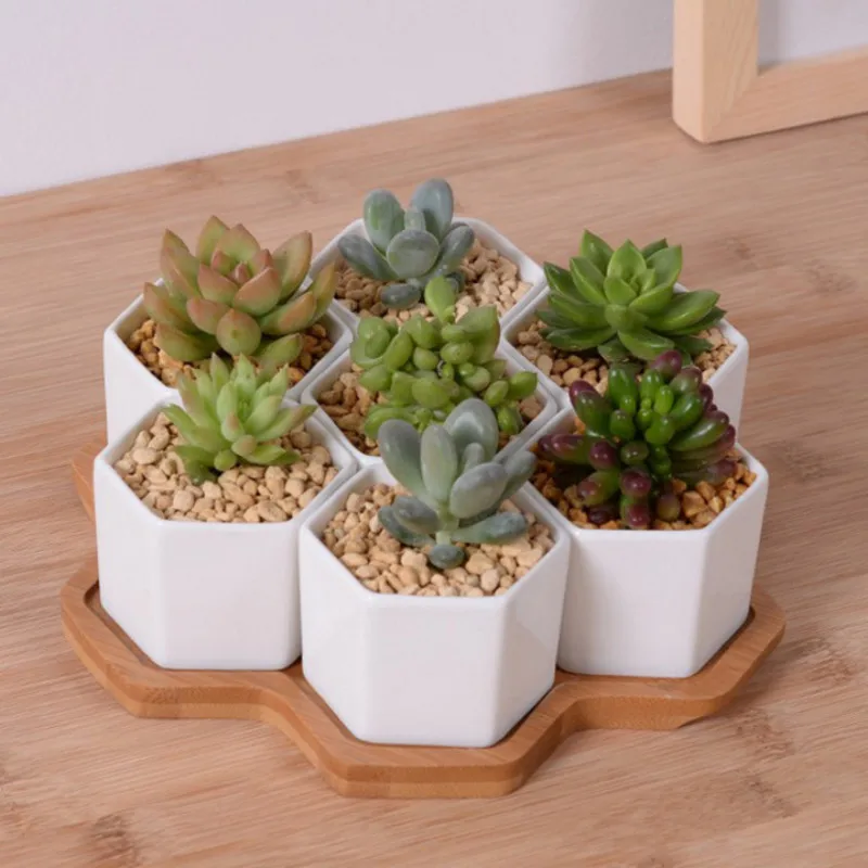 Set of 4/7/9/10 Hexagon Flower - Echeveria Succulent incelemesi ve fiyatı
