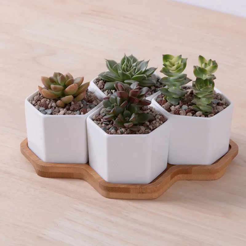 Set of 4/7/9/10 Hexagon Flower - Echeveria Succulent incelemesi ve fiyatı