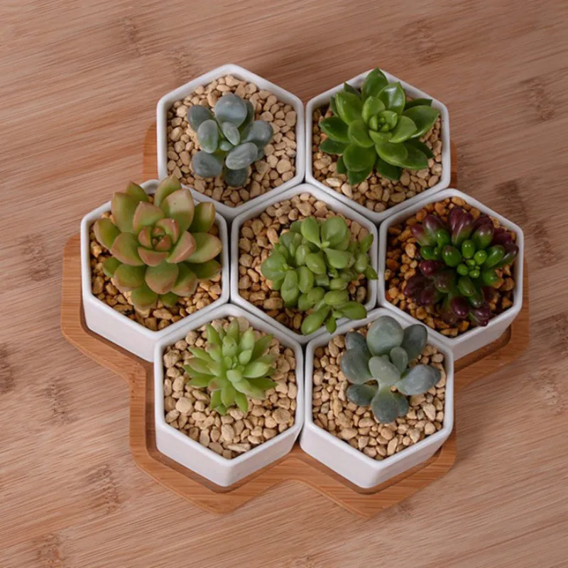 Set of 4/7/9/10 Hexagon Flower - Echeveria Succulent incelemesi ve fiyatı