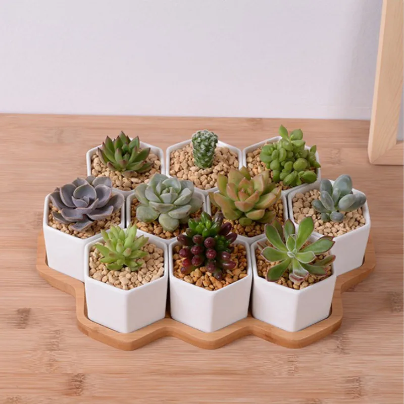 Set of 4/7/9/10 Hexagon Flower - Echeveria Succulent incelemesi ve fiyatı