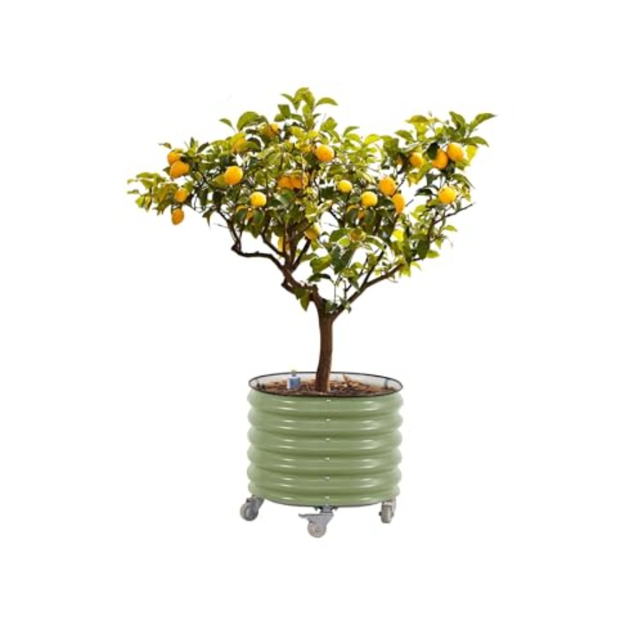 Self-Watering Rolling Metal Ci - Aloe Vera Pot incelemesi ve fiyatı