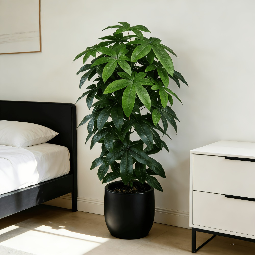 An Artificial Money Tree Pachi - Dracaena Marginata incelemesi ve fiyatı